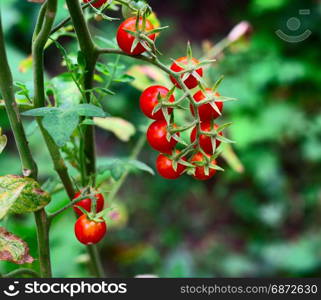 a bunch of ripe red cherry tomatoes on a green bush, close up