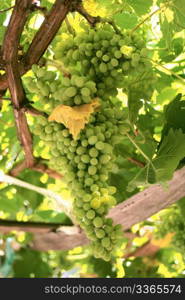 A bunch of ripening white grapes on grapevine in a vineyard. From Canakkale, Turkey.