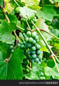 A bunch of unripe green grapes on a background of green leaves