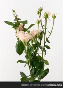 a bunch of untreated and untreated rose flowers on a white background. flowers on white background