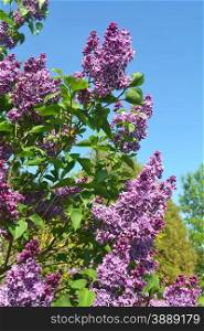 A bunch of violet lilac are blooming for bright blue sky.