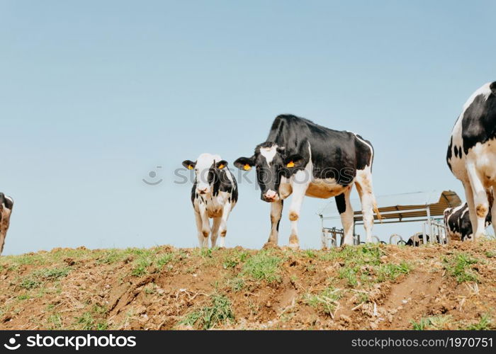 A bunch of white and black cows in the countryside looking to camera during a sunny day