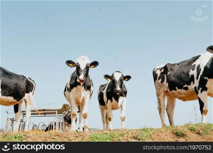 A bunch of white and black cows in the countryside looking to camera during a sunny day