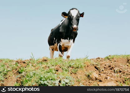 A bunch of white and black cows in the countryside looking to camera during a sunny day