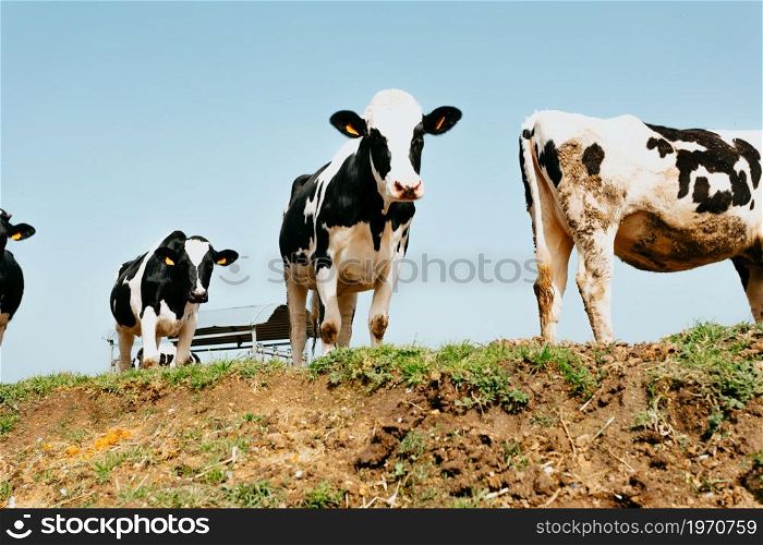 A bunch of white and black cows in the countryside looking to camera during a sunny day