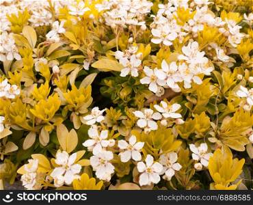 a bunch of white flowers mixed with yellow flowers to create a beautiful and pretty stunning arrangement of flowers in the garden looking vibrant and moving in spring