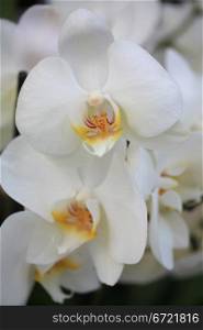 A bunch of white phalaenopsis orchids