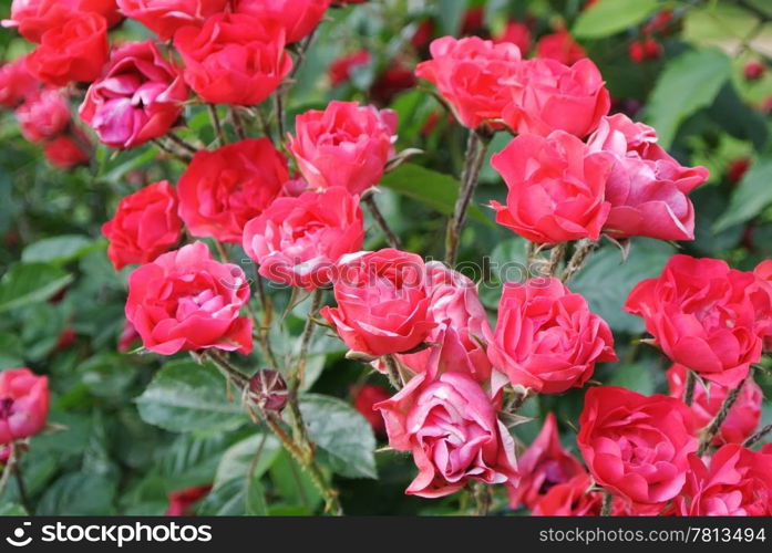 A bunch of wild roses, shallow dof