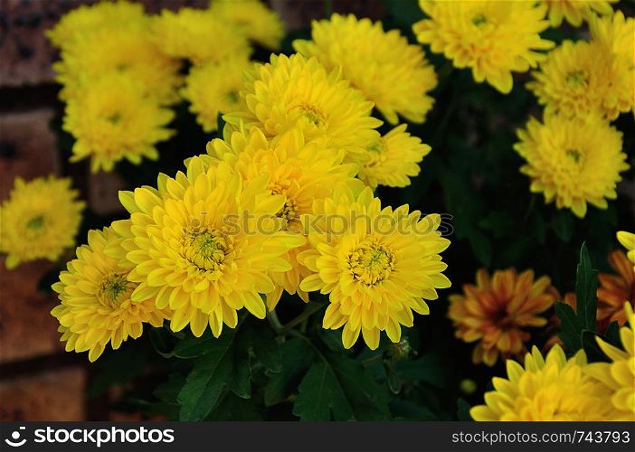 A bunch of yellow asters in a garden