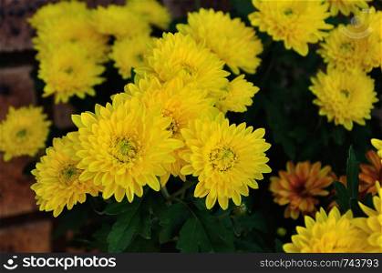A bunch of yellow asters in a garden