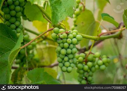 a bunches of green grapes with leaves