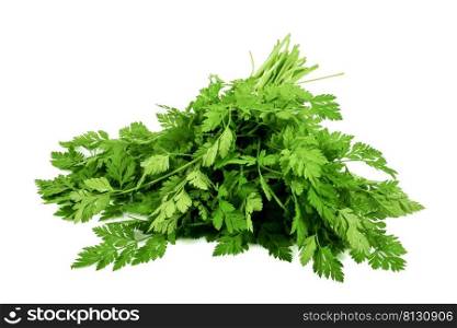 A bundle of freshly harvested coriander on an isolated white background