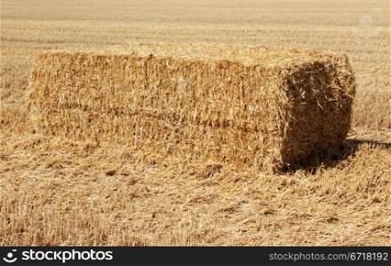 A bundle of straw in a field of wheat crop