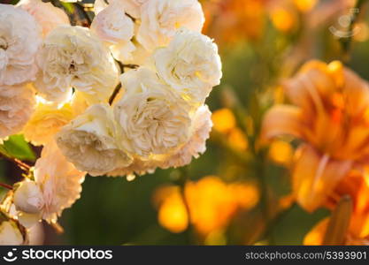 A bush of white roses in sunset backlight