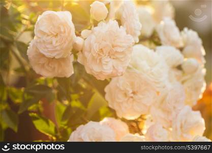 A bush of white roses in sunset backlight