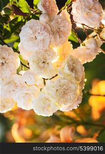 A bush of white roses in sunset backlight