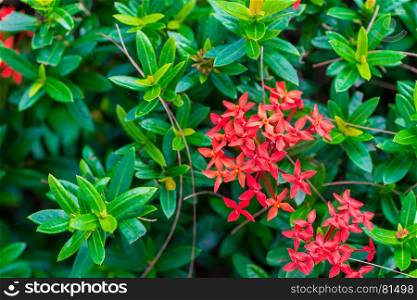 a bush with beautiful small tropical flowers of red color