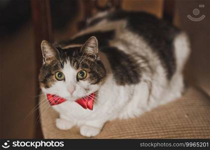 A business cat on a chair looks into the distance.. A cat in a bow tie is sitting on a chair 2601.