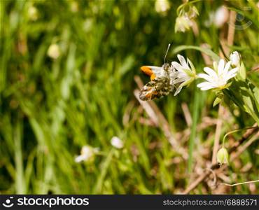 a butterfly eating on a white flower macro in spring with high detail and sharp and wings on display in day light