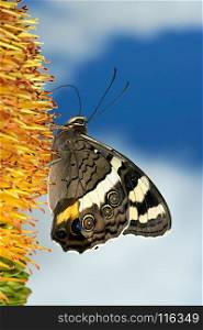A butterfly feeding on flowers against a blue sky with clouds