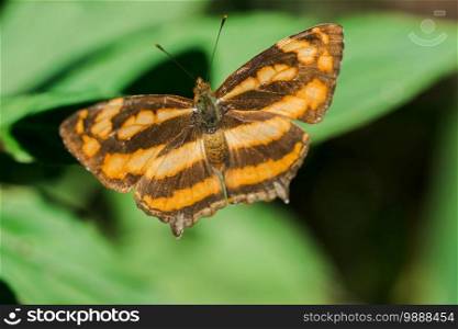 A butterfly on a leaf, Athyma nefte, is found in open, forested areas.
