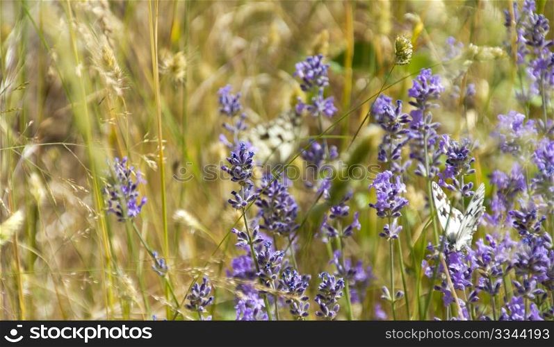 a butterfly purple wildflowers swaying in the wind