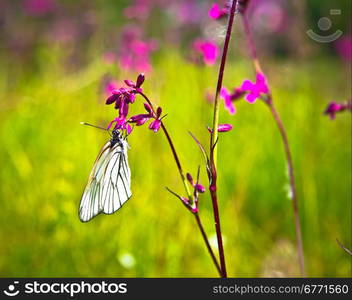 . A butterfly sits on a sunny day in summer