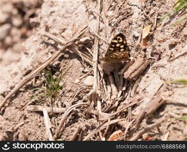 a butterfly with its wings half open resting on the soil with twigs in the sun light of spring