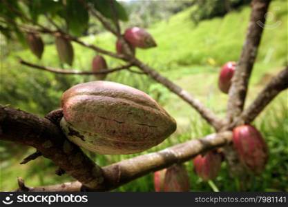 a cacao plantation and Landscape in central Bali on the island Bali in indonesia in southeastasia. ASIA INDONESIA BALI LANDSCAPE CACAO COCOA
