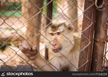 A caged Macaque in Thailand