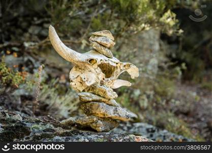 A cairn using a skull to mark a trail in central Corsica
