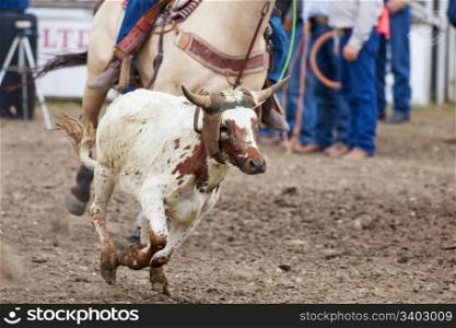 A calf runs, while a cowboy tries to rope him during the team roping event at the rodeo.