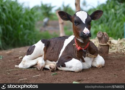 A calf sitting in a field, Pune, Maharashtra, India