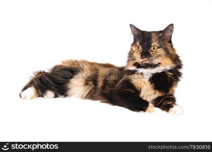 A calico cat laying down on white