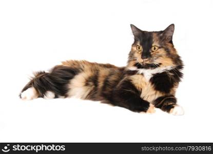 A calico cat laying down on white
