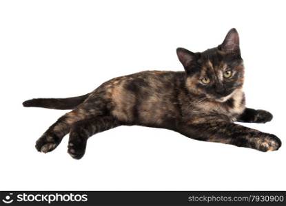A calico kitten laying down on white