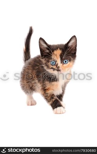 A calico kitten standing on a white background