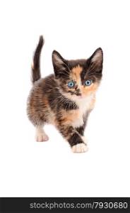A calico kitten standing on a white background