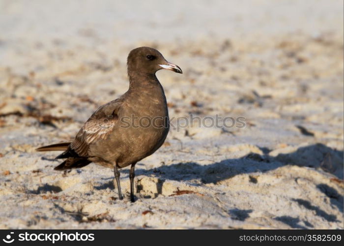 A California brown seagull on the beach with sand.