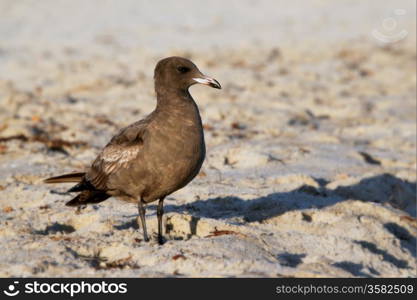 A California brown seagull on the beach with sand.