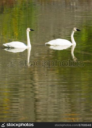 A calm lake supports two Trumpeter Swans during the fall in Alaska