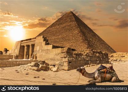 A camel near the Mastaba of Seshemnefer IV and the Pyramid of Khufu, Giza, Egypt.. A camel near the Mastaba of Seshemnefer IV and the Pyramid of Khufu, Giza, Egypt
