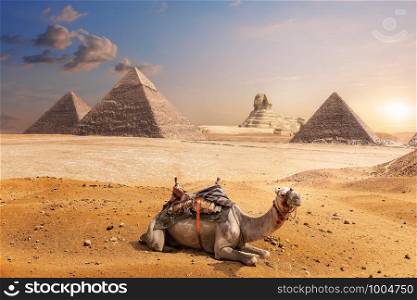 A camel of Giza in front of the Sphinx and the Pyramids, Egypt.. A camel of Giza in front of the Sphinx and the Pyramids, Egypt