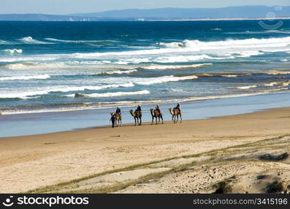 A camel train on Stockton Beach, near Newcastle, New South Wales, Australia