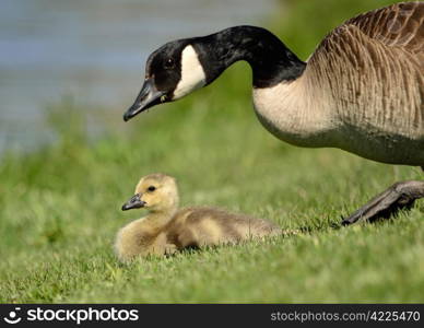 A Canada goose floating in a body of water.