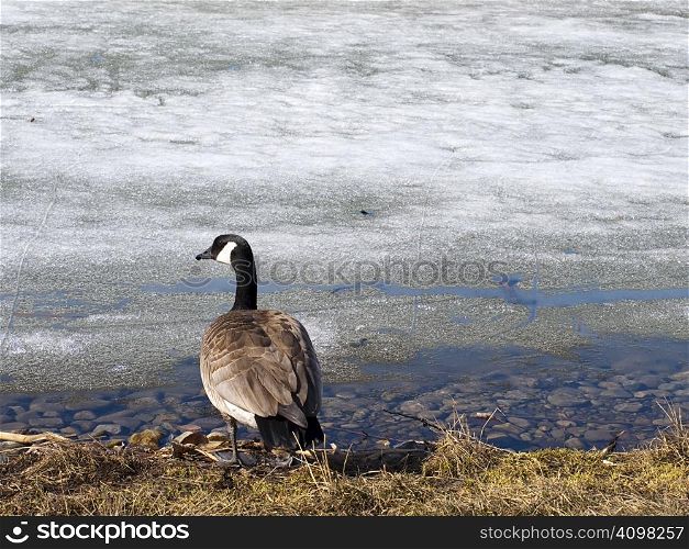A Canadian Goose by a frozen pond eary in the spring.