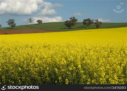 A Canola crop, in full Spring flower, near Cootamundra, New South Wales, Australia