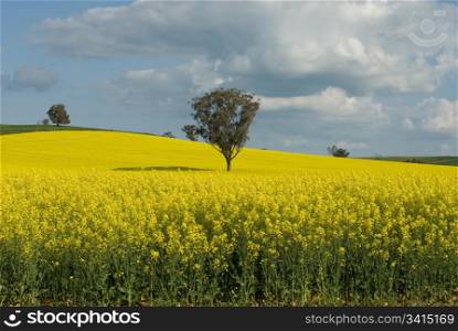 A Canola crop, in full Spring flower, near Cootamundra, New South Wales, Australia