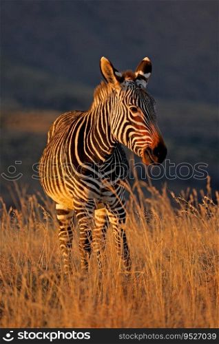 A Cape mountain zebra  Equus zebra  in grassland at sunrise, Mountain Zebra National Park, South Africa 