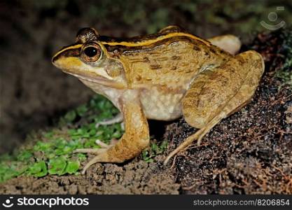 A Cape river frog  Amietia fuscigula  in natural habitat, South Africa 